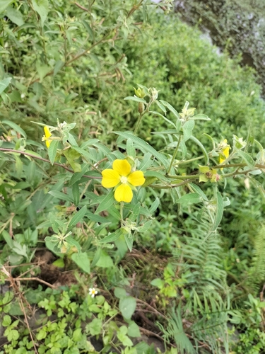 Ludwigia octovalvis observed 2026-10-25