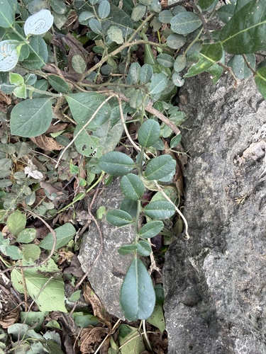 Severinia observed 2026-10-25