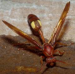 Belonogaster lateritia