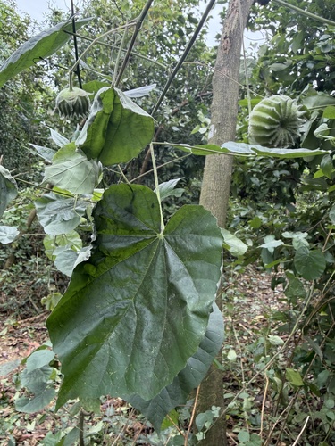 Abutilon indicum observed 2026-10-25