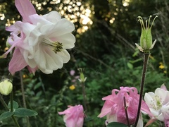 Aquilegia