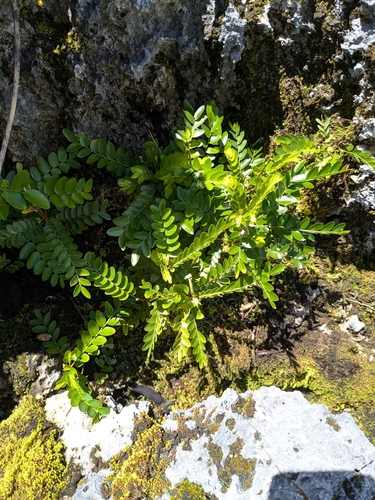 Phyllanthus marianus observed 2026-09-11