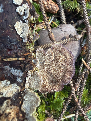 Trichaptum abietinum observed 2026-10-24