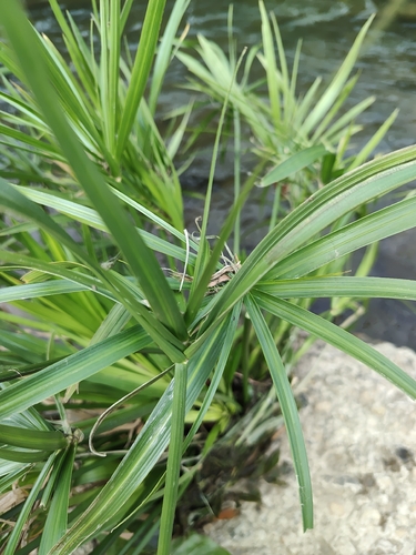 Cyperus alternifolius observed 2026-10-25