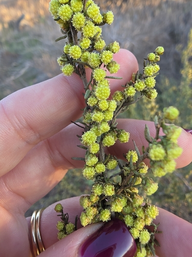 Artemisia californica, 2026-10-24