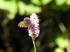 Lycaena helle
