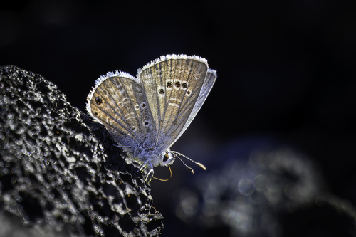 Reakirt's Blue