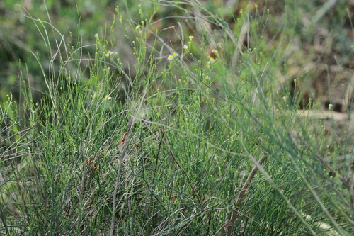 Spiny Chloracantha