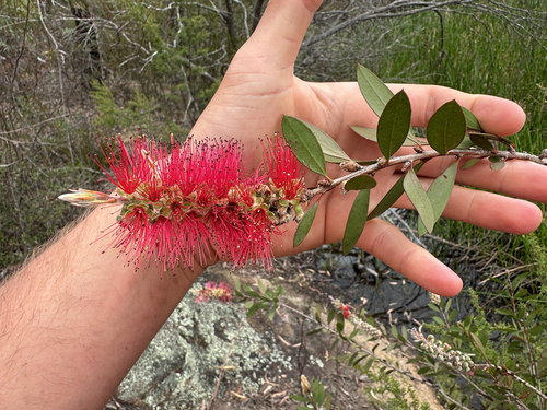 Callistemon lanceolatus, 2026-10-25