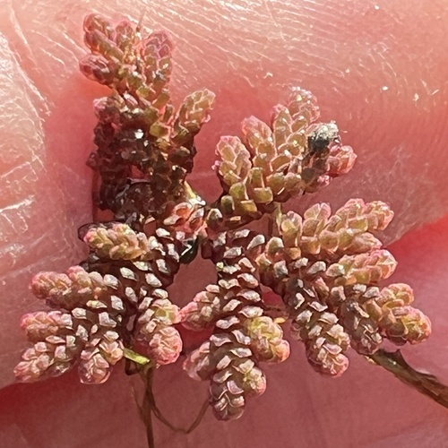 Azolla caroliniana, 2026-10-24