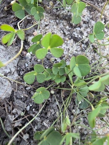 Marsilea vestita observed 2026-10-24