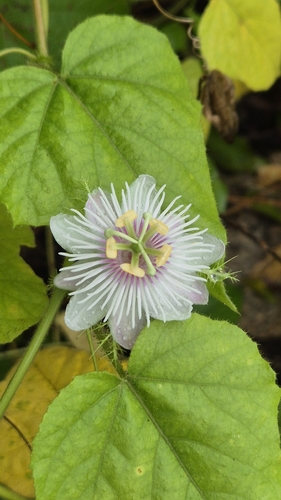 Passiflora vesicaria, 2026-10-25