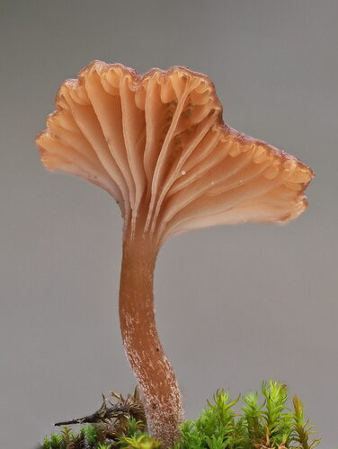 Omphalina pyxidata, 2026-10-17