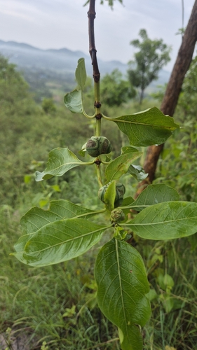 Morinda observed 2026-10-25
