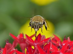 Amegilla calceifera