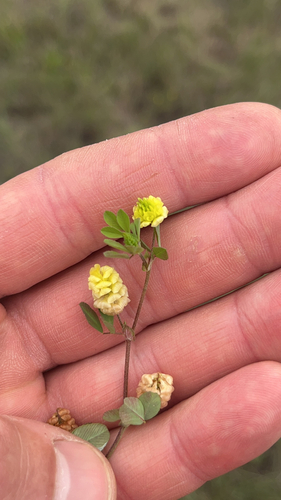 Trifolium campestre observed 2026-10-25