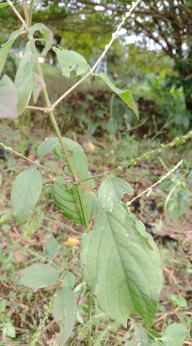 Achyranthes bidentata observed 2026-10-25