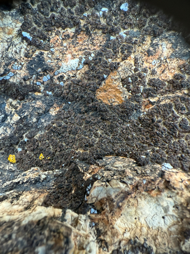 brown cobblestone lichen
