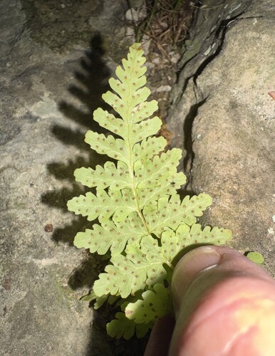 Cystopteris, 2026-10-22