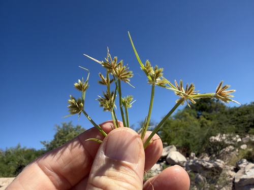Cyperus squarrosus observed 2026-10-24