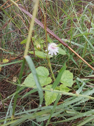 Passiflora vesicaria, 2026-10-25