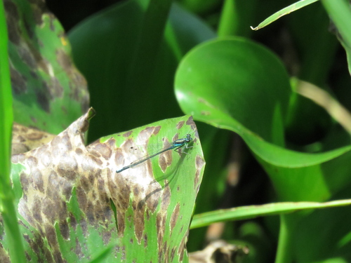 Black-fronted Forktail