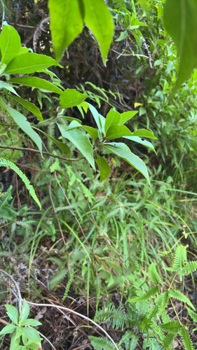Scaevola procera observed 2026-10-16