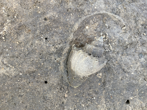 Melongena corona johnstonei, 2026-10-24