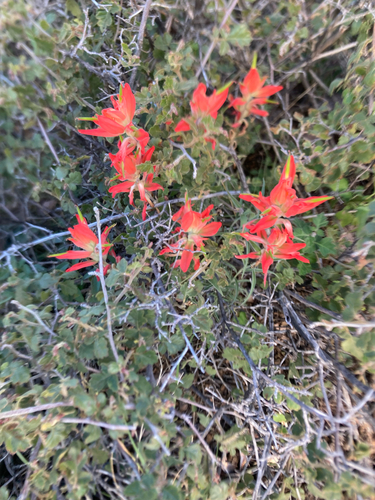 Wholeleaf Paintbrush
