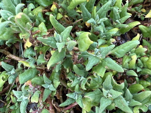 Tetragonia tetragonoides observed 2026-10-25