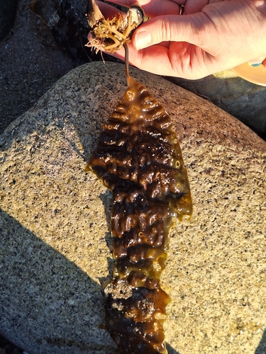Laminaria farlowii, 2026-10-24