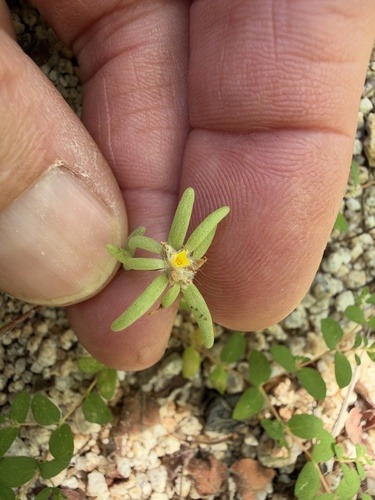 Portulaca pilosa observed 2026-10-24