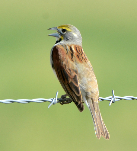 Dickcissel