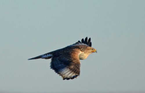 Ferruginous Hawk
