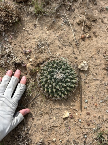 little nipple cactus
