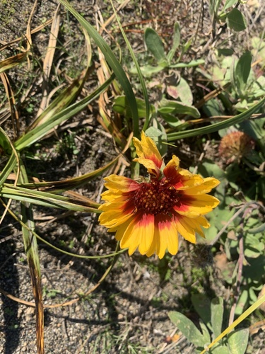 Gaillardia aristata observed 2026-10-23
