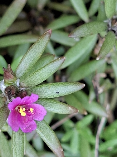 Portulaca pilosa observed 2026-10-25