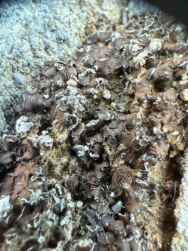 Brown Stipplescale Lichen