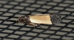 Anacampsis coverdalella
