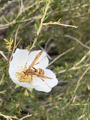 Apache Paper Wasp