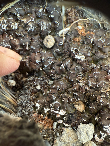 Brown Stipplescale Lichen