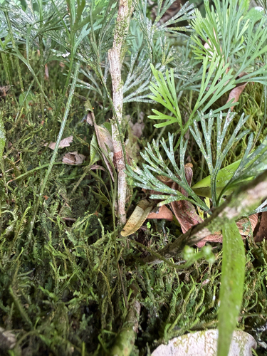 Elaphoglossum observed 2026-10-22