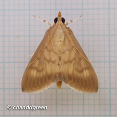 Crypsiptya coclesalis