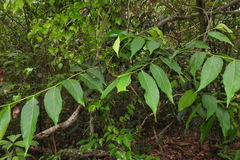 Glochidion lanceolatum