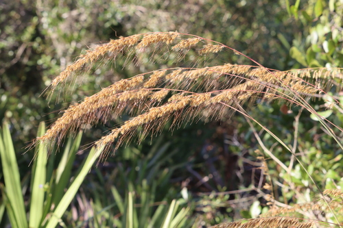 Sorghastrum secundum, 2026-10-24