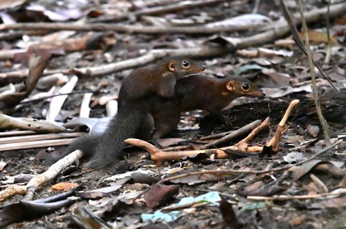 Tupaia glis observed 2026-10-18