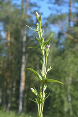 Gentianella lingulata