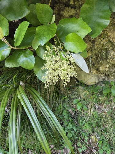 Brachyglottis repanda, 2026-10-25