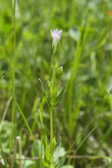 Gentianella lingulata
