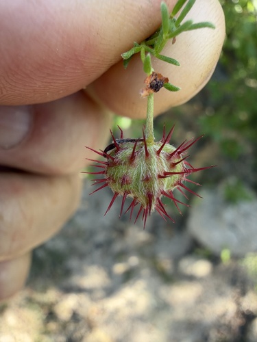 Krameria erecta